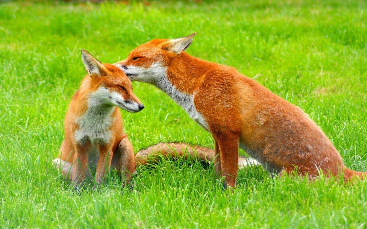 مهرورزی دو روباه + عکس