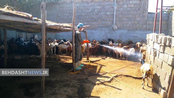 دامداران برای جلوگیری از تب کریمه کنگو جایگاه دام‌ها را سم‌پاشی کنند