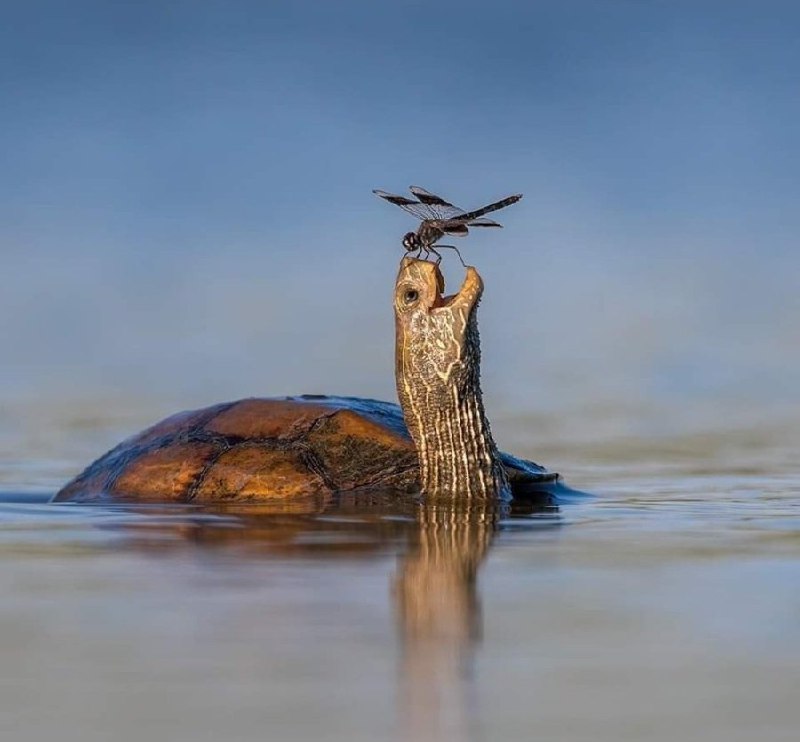 نگاه شگفت زده لاکپشت به سنجاقک + عکس