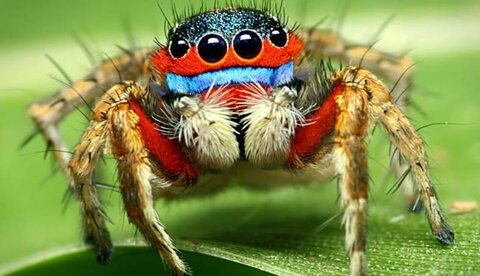 ویژگی عجیب عنکبوت‌ها که شبیه انسان است!+ عکس