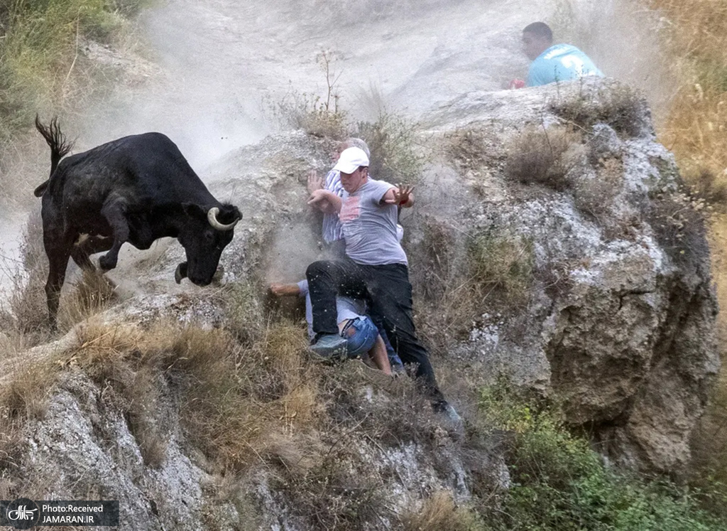 مراسم فرار از گله گاوهای نر در اسپانیا + عکس