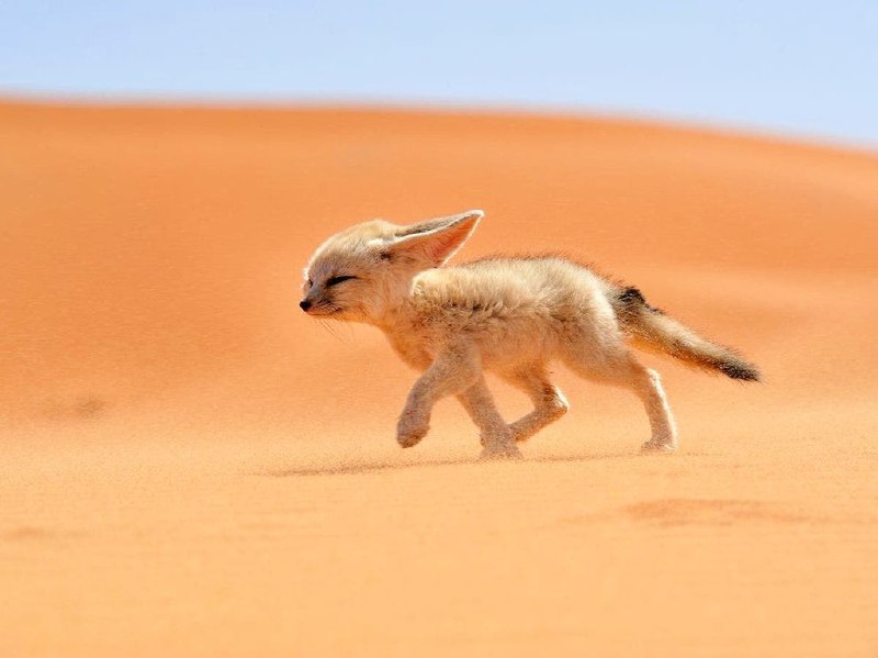 کوچکترین روباه جهان + عکس