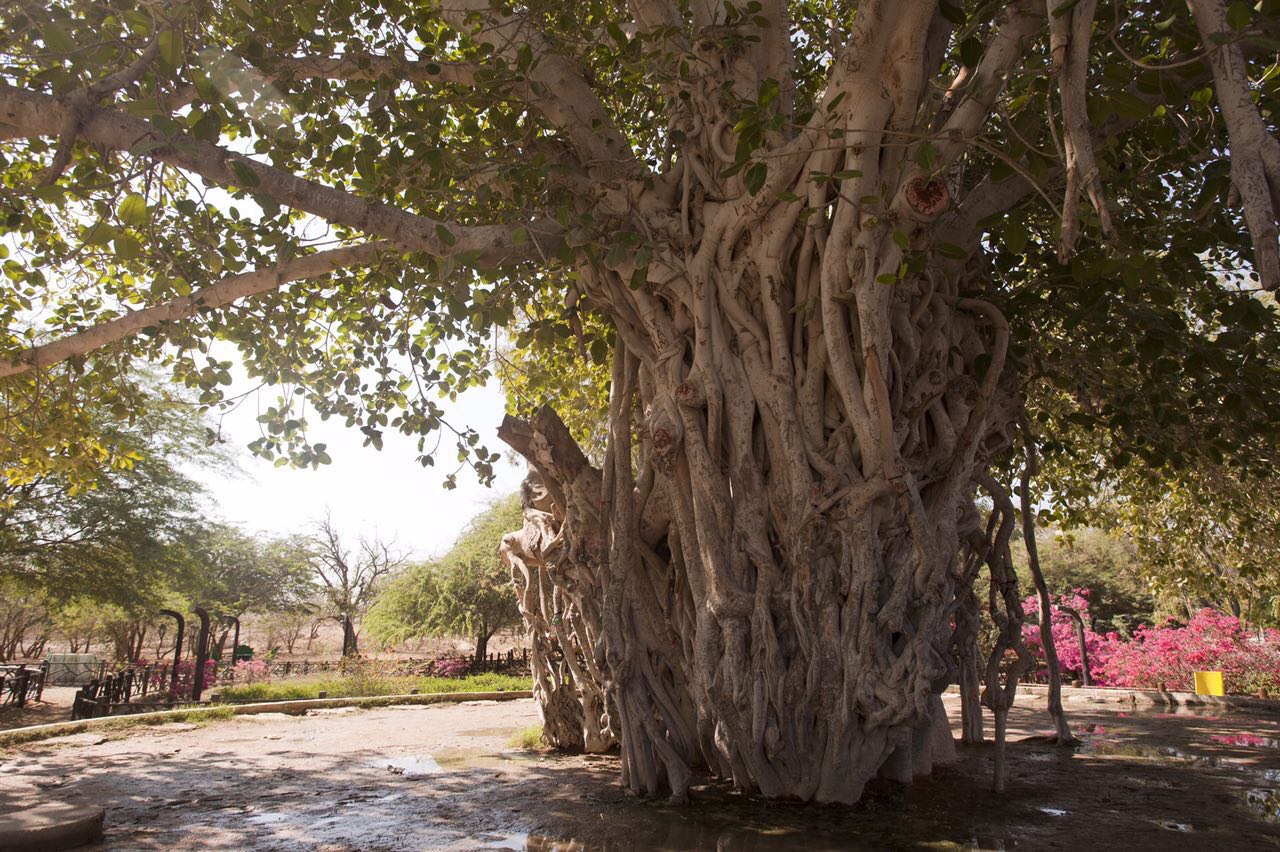 کهنسال‌ترین درخت لور در جزیره کیش + عکس