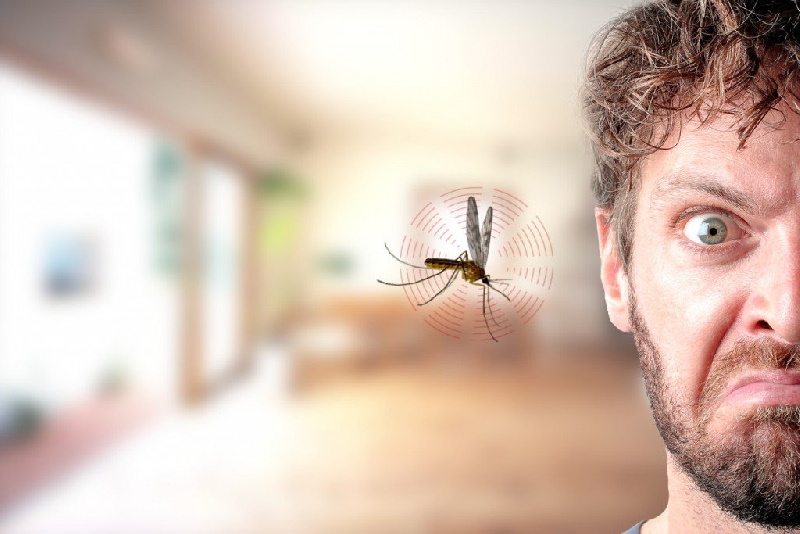 پشه‌ها بیشتر سراغ چه کسانی می‌روند؟!/اینفوگرافیک