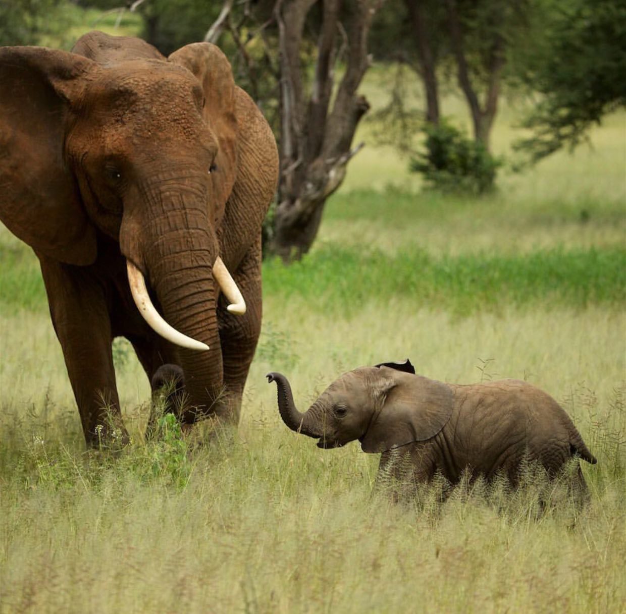 بچه فیل در برابر عظمت مادرش + عکس