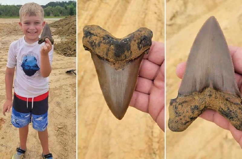 پیدا کردن فسیل چند میلیون ساله دندان یک کوسه غول‌پیکر + عکس