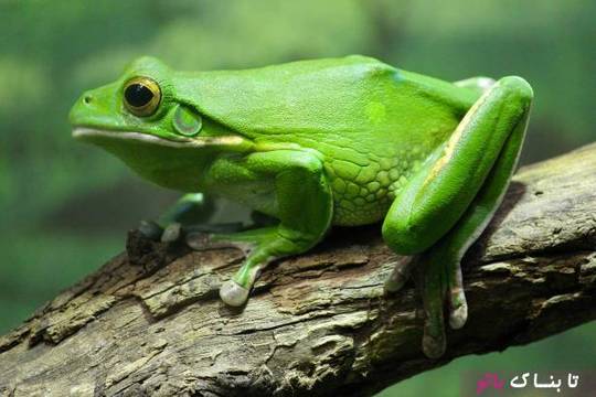 قورباغه ای غول پیکر به اندازه انسان + عکس