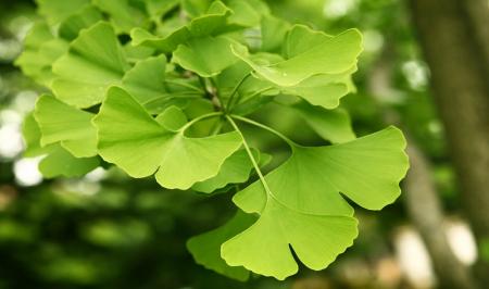 گیاهی برای تقویت حافظه