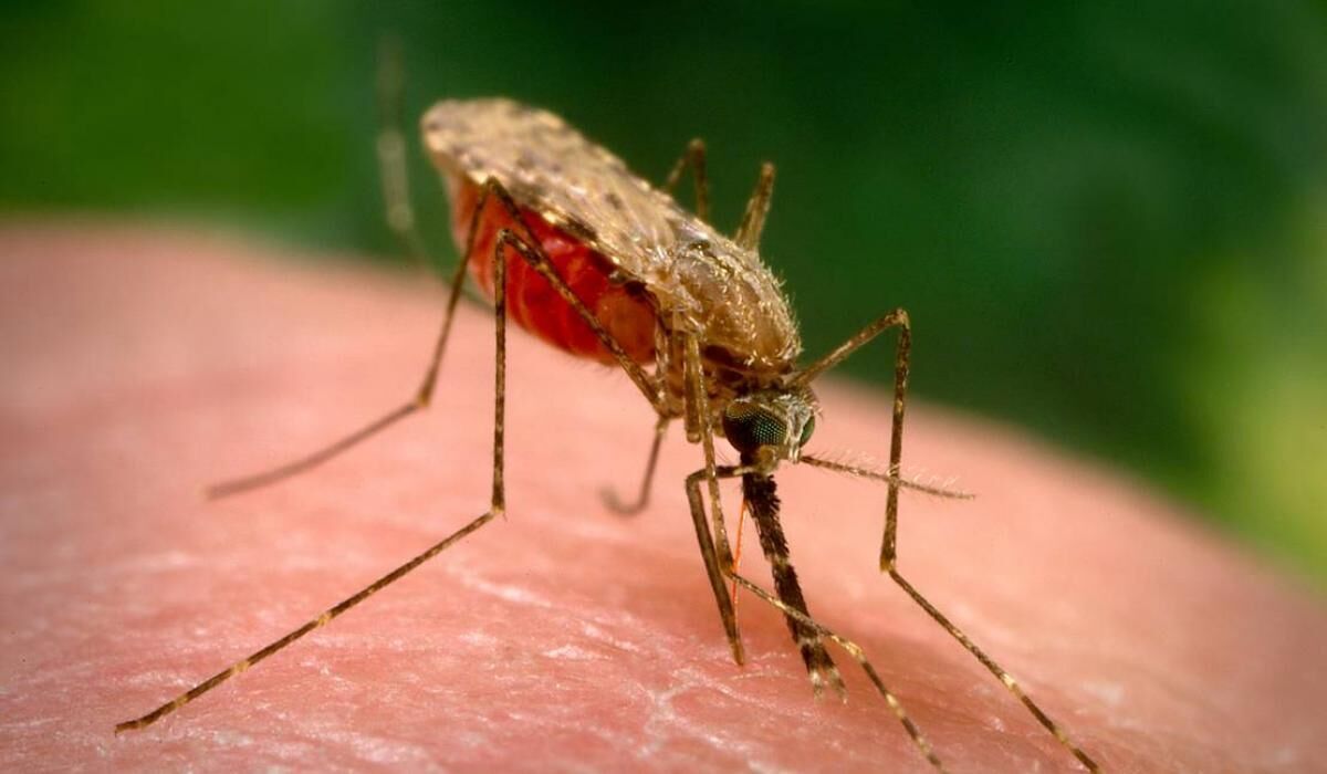 زنگ خطر مالاریا دراین استان به صدا درآمد