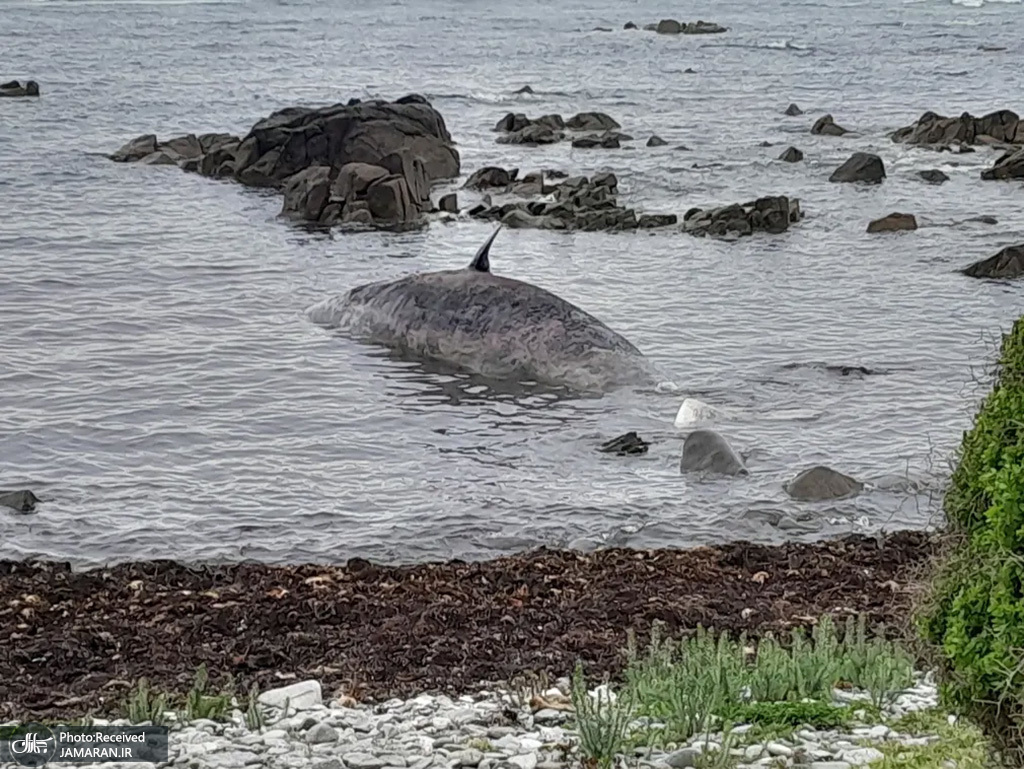 شنای نهنگ غول پیکر در نزدیکی ساحل + عکس