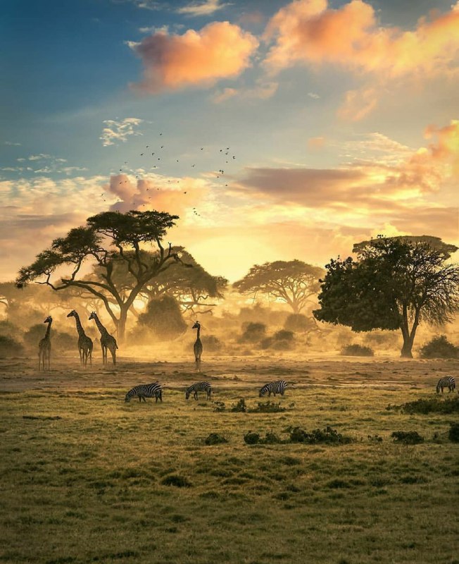 تصویری زیبا از قلب حیات وحش کشور آفریقایی زیمبابوه + عکس