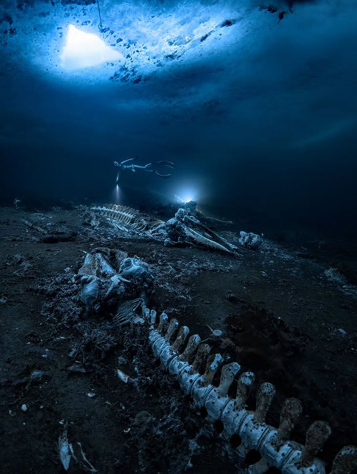 برترین عکس‌های زیر آب در سال ۲۰۲۲ + عکس