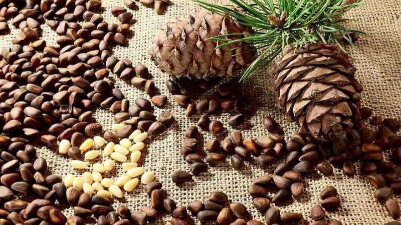 خواص دارویی و طبع چلغوز گیاهی