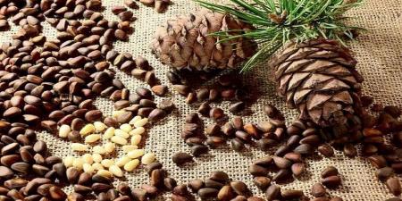 خواص دارویی و طبع چلغوز گیاهی