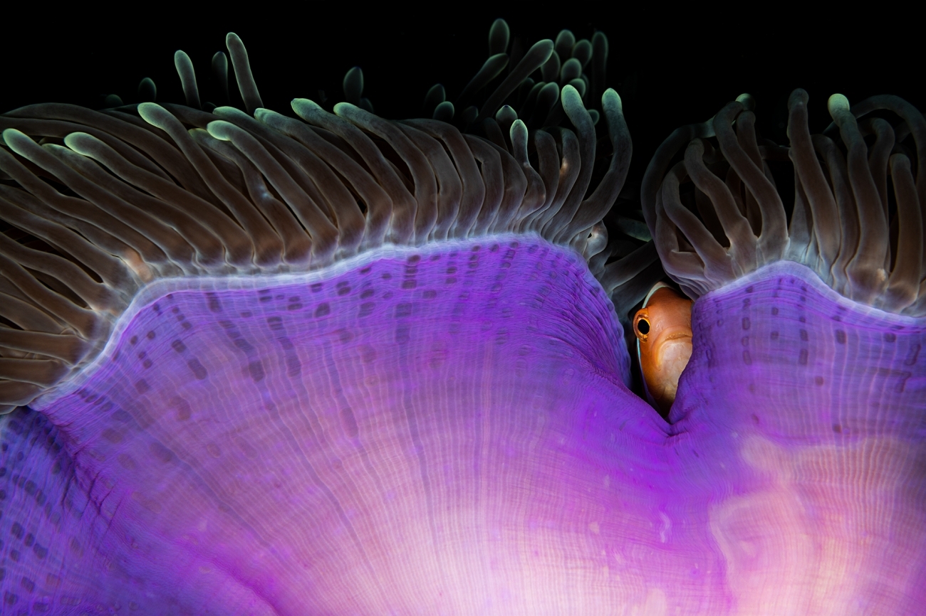 سرک کشیدن ماهی از میان شقایق دریایی + عکس