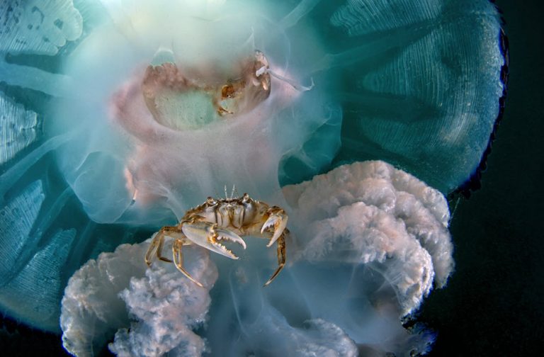 خرچنگ سوار بر عروس دریایی + عکس