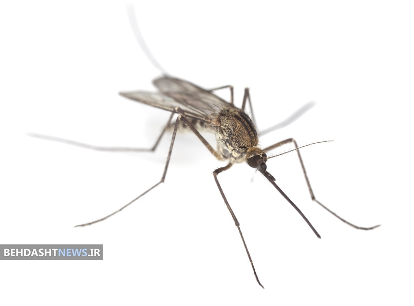  کاهش فعالیت پشه‌های ناقل مالاریا با نور شدید