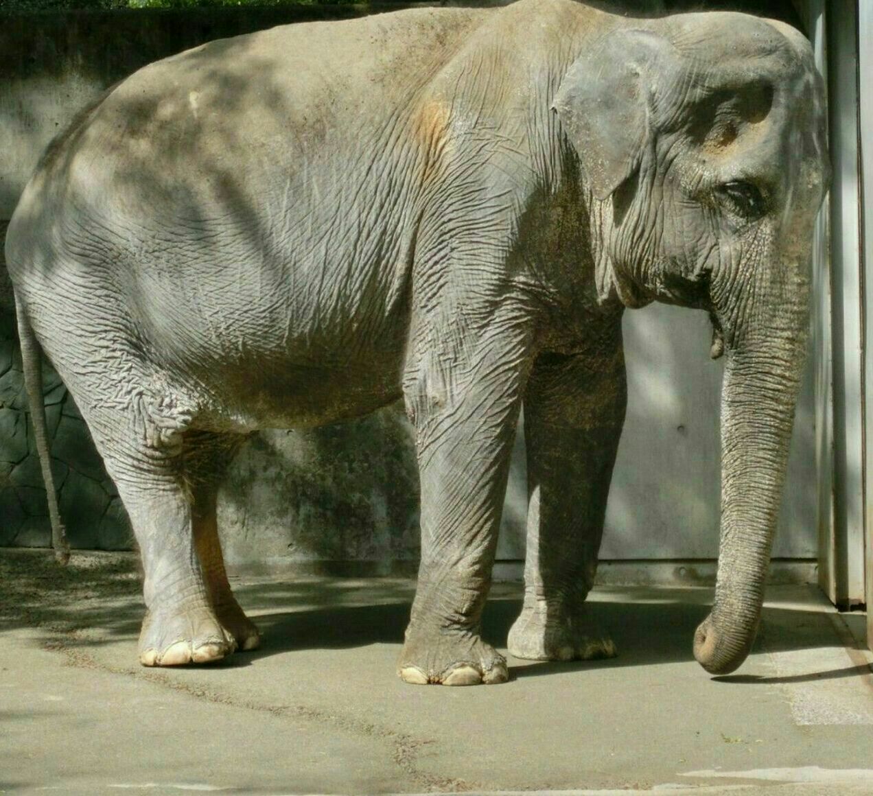 شدت ناراحتی این فیل بر اثر از دست دادن جفت خود + عکس