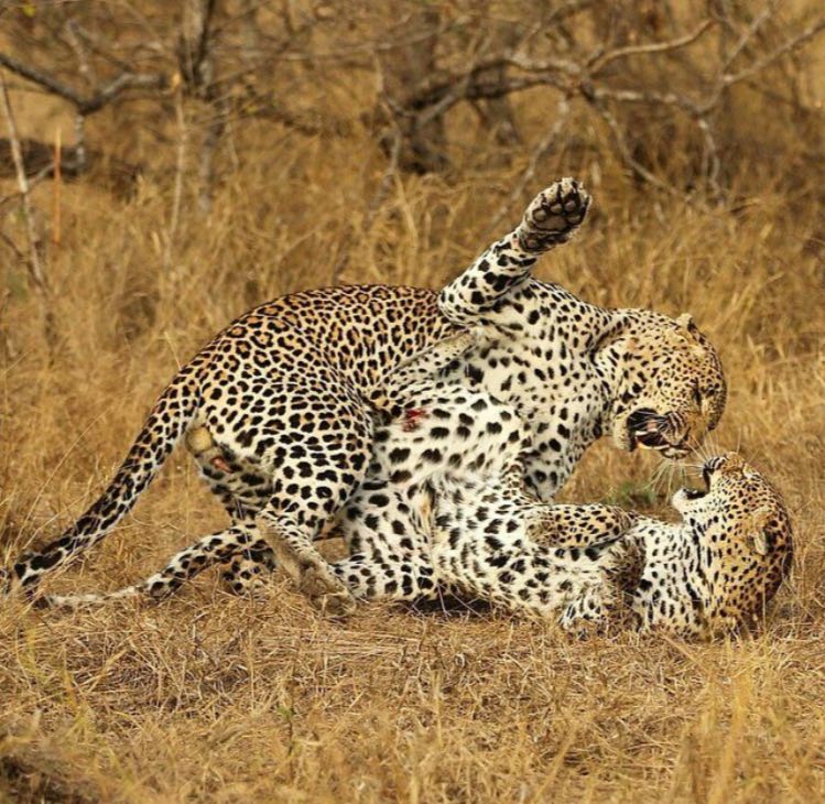 جنگ دو پلنگ در یک قاب + عکس