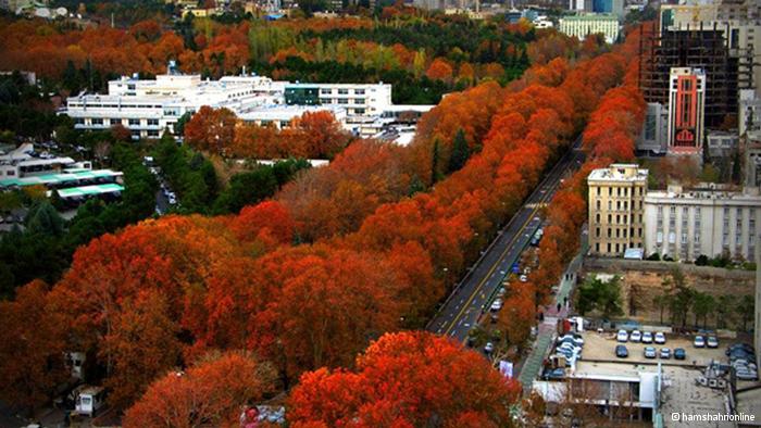 پیگیر قطع درختان خیابان ولیعصر(عج) هستیم