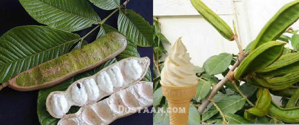عکس: لوبیا بستنی خورده اید!