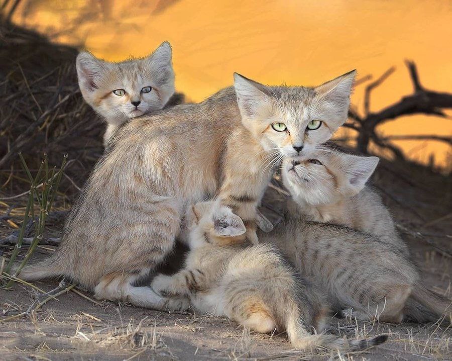 تصویری زیبا از گربه‌ شنی و خانواده‌اش + عکس