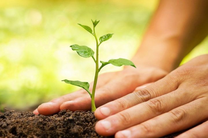 کاشت درخت با کاهش مرگ و میر مرتبط است