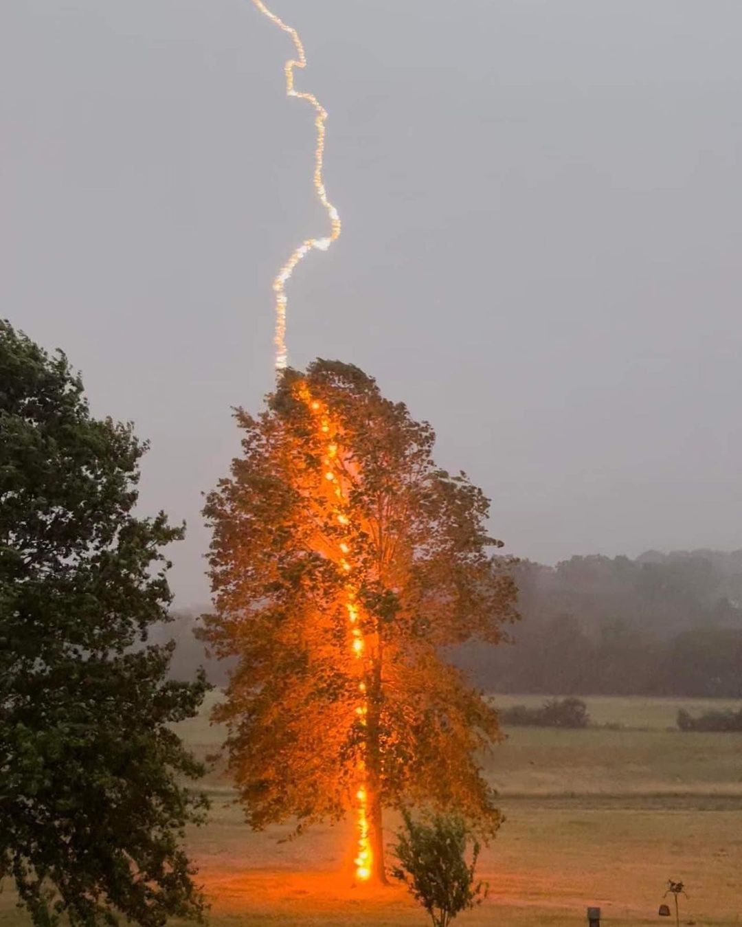 تصویری جالب از لحظه برخورد صاعقه به درخت + عکس