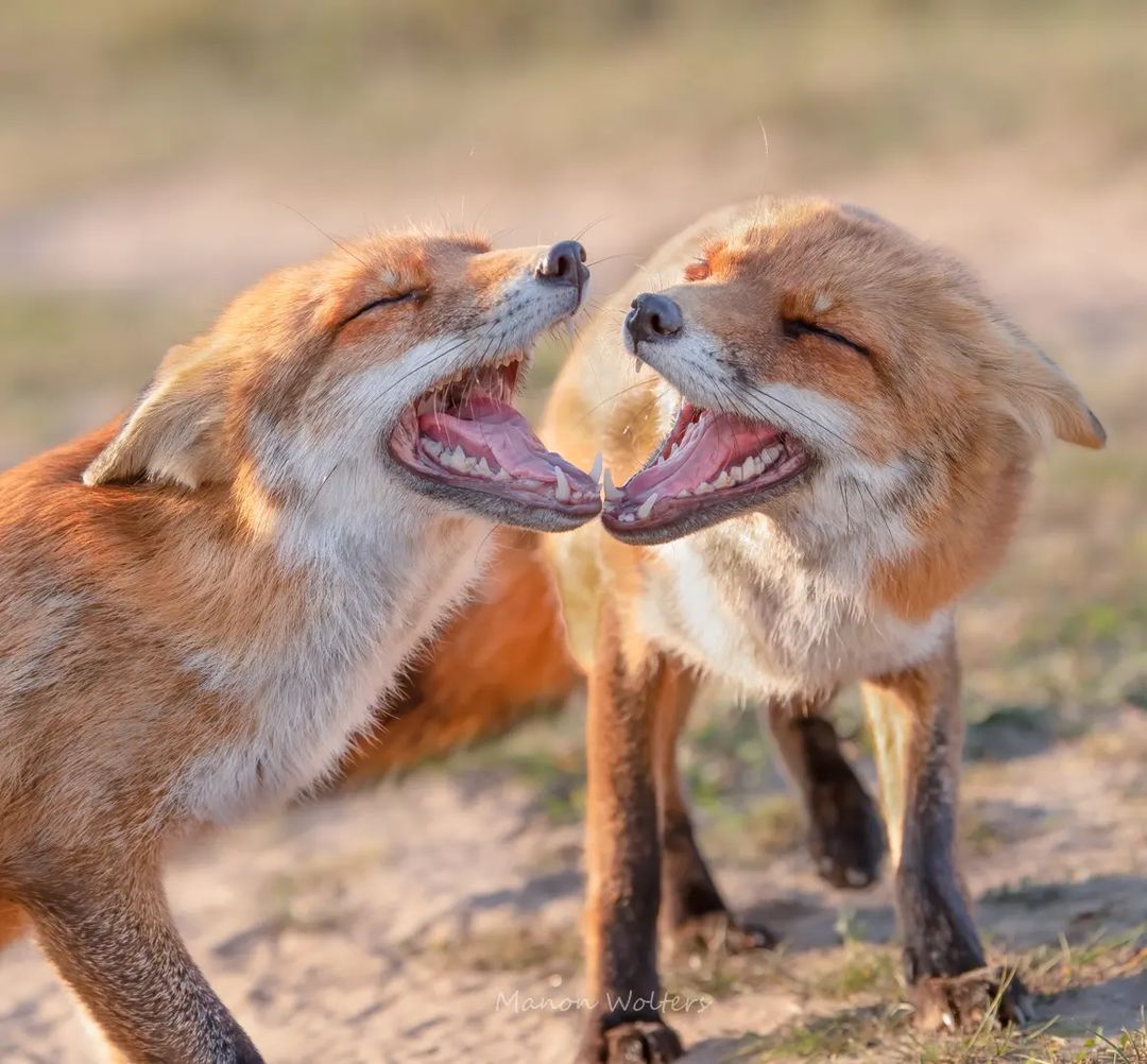 شکار لحظه خندیدن دو روباه + عکس