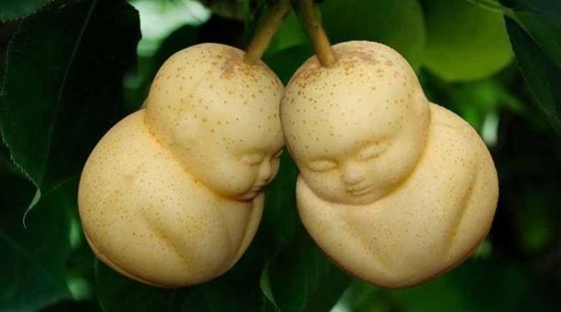 عکس/هندوانه هایی به شکل مجسمه بودا 