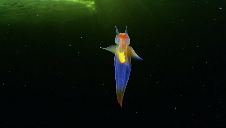 عکس | فرشته دریایی، موجودی فوق‌العاده زیبا و خیال‌انگیز
