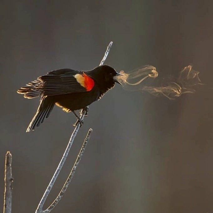 تصویری جالب از پرنده و شدت سرما + عکس
