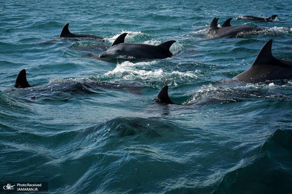 تصویری جالب از دلفین ها در جزیره هنگام + عکس