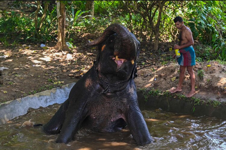 حمام کردن یک فیل درون گودال آب + عکس