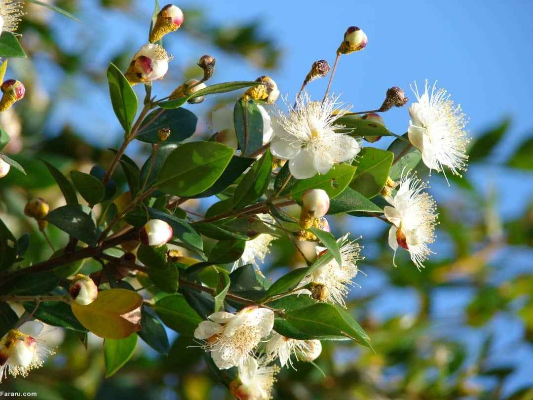 گیاهی که ریزش مو را درمان می‌کند