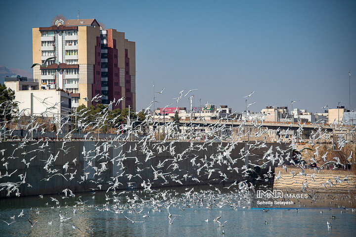 تصاویری زیبا از مرغان دریایی مهاجر در شیراز