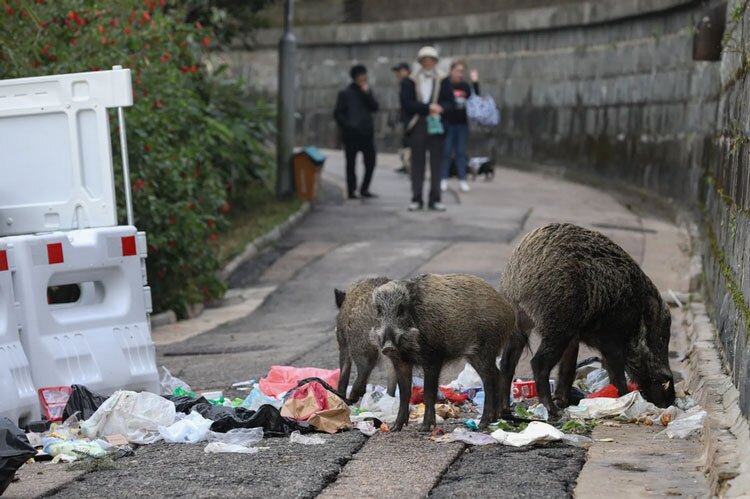 تغذیه گرازهای وحشی از زباله‌های مسکونی در هنگ کنگ + عکس