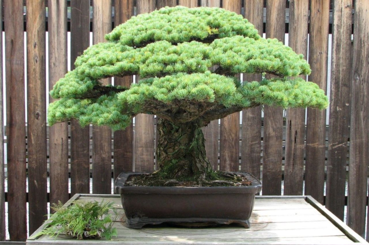 نجات درخت بونسای 393 ساله از بمباران هیروشیما + عکس