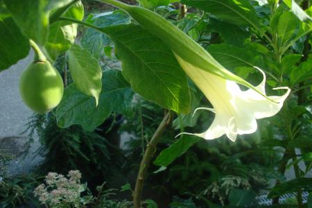 گیاه سمی وسوسه گر با اثرات دارویی وسیع 