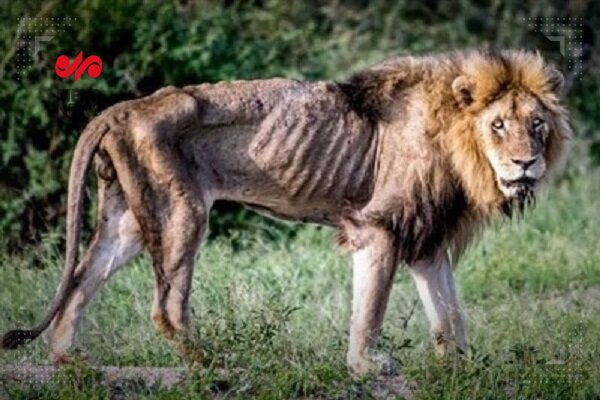 وضعیت نگران کننده یک شیر در باغ وحش ساری + عکس