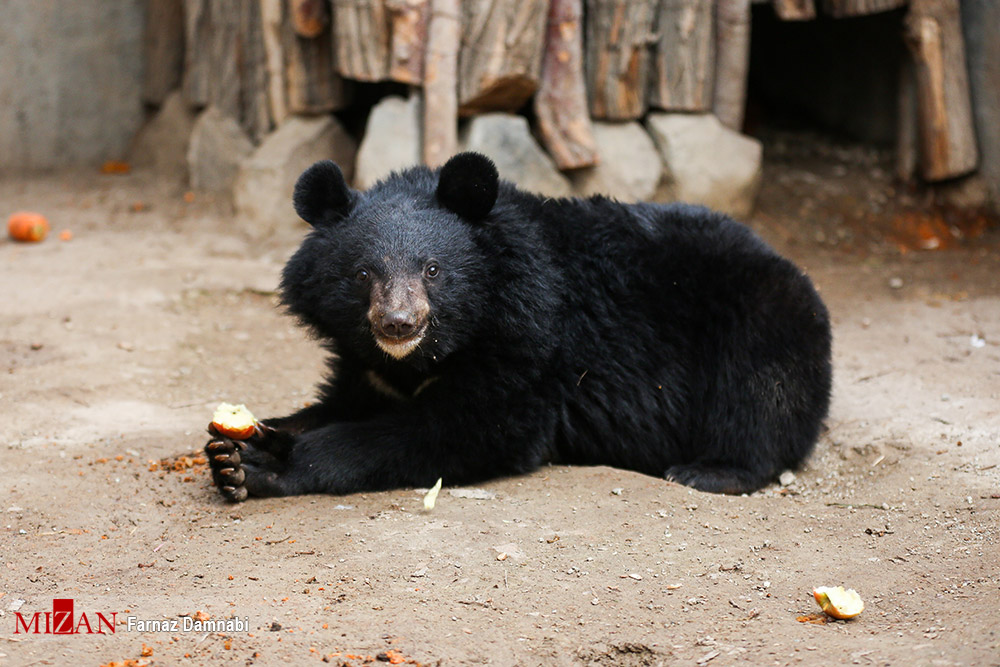 خرس سیاه بلوچی+ عکس