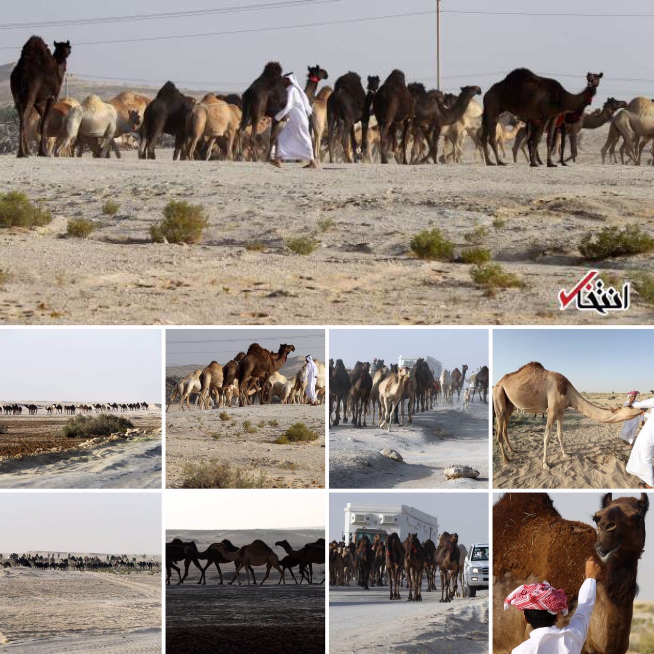 اخراج شترهای قطری از عربستان!  (+عکس)