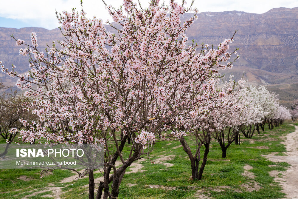 شکوفه‌های زودهنگام بادام در شیراز + عکس