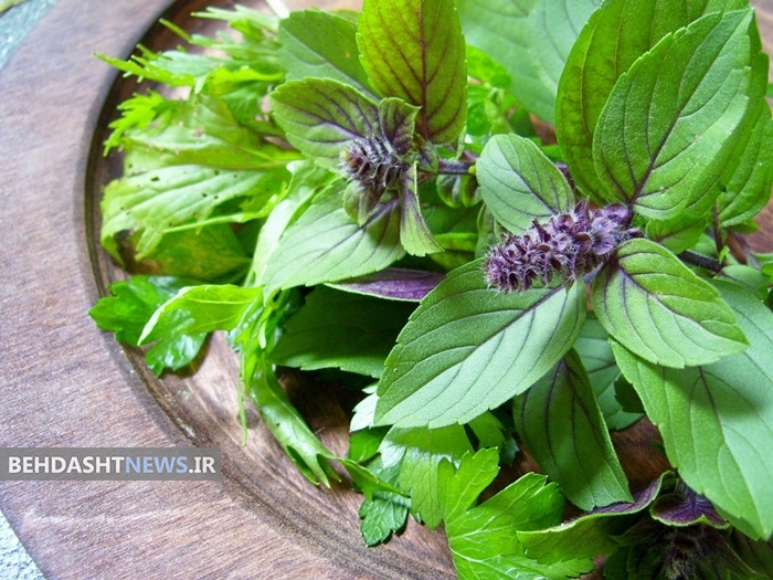 راهنمای استفاده از گیاهان برای پخت وپز/اینفوگرافیک