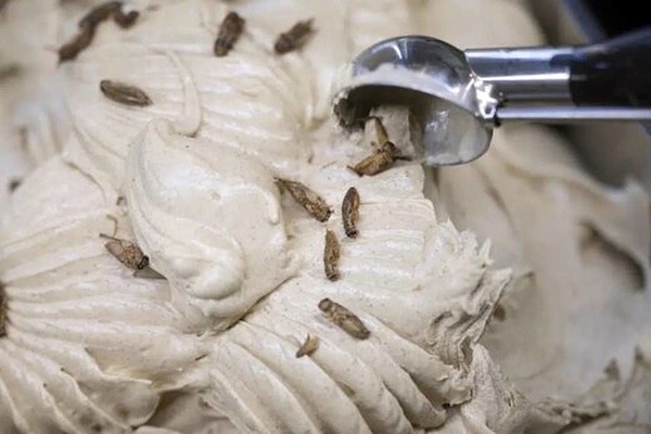 بستنی آلمانی با طعم جیرجیرک خشک شده+ عکس