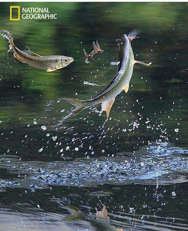 تصویری فوق العاده از شکار حشرات توسط ماهی 