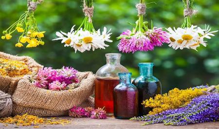 گیاهی که داروی محرک کبدی  است