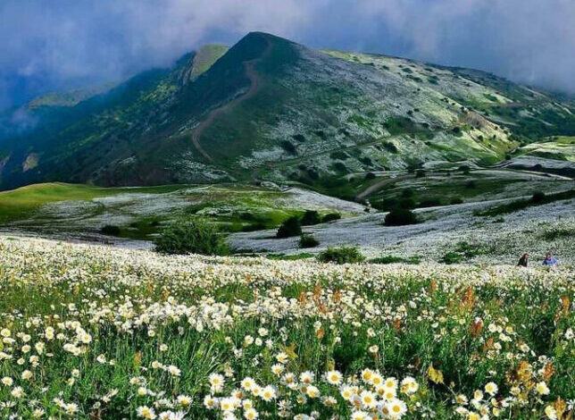 نمایی تماشایی از دشت گل های بابونه در جنگل فندقلو استان اردبیل+ عکس