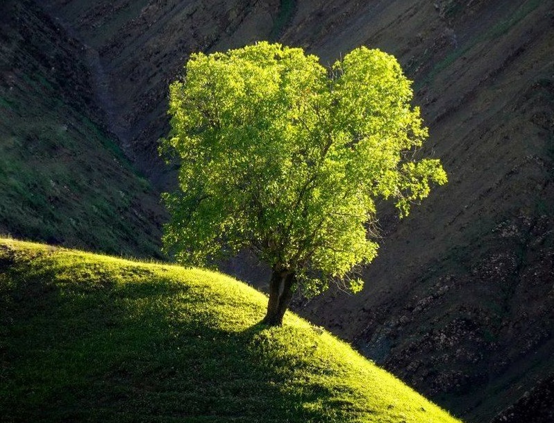  درخت بلوط در نور دم غروب لرستان زیبا+عکس