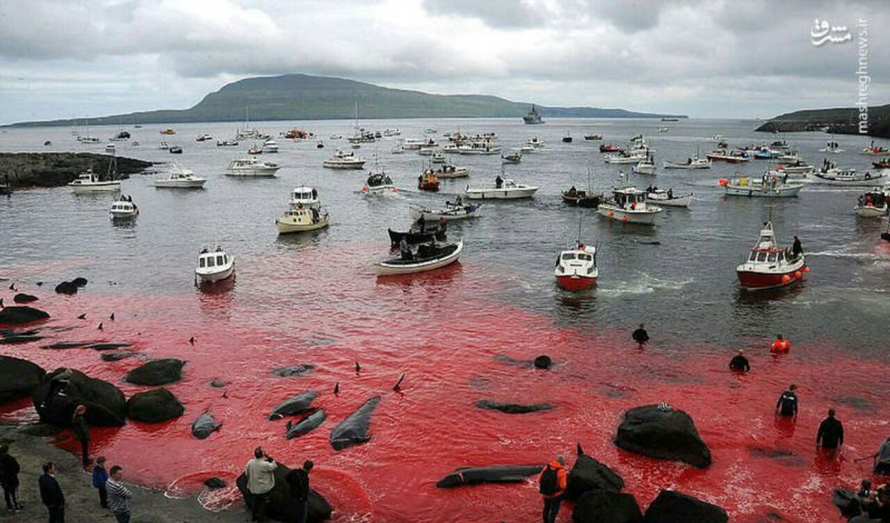قتل عام بی‌رحمانه نهنگ‌ها توسط دانمارکی ها + عکس